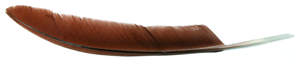 Quill Pen Cut and Cured
