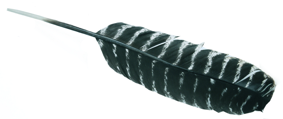 Quill Pen Uncut and Cured